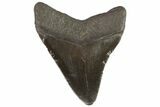Bargain, Fossil Megalodon Tooth - Georgia #76496-1